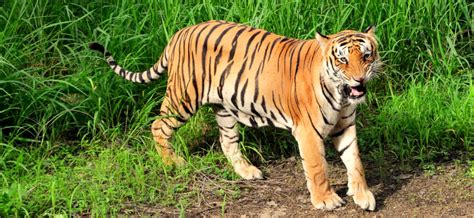 Bengal Tiger Hunting « Inhabitat – Green Design, Innovation ...