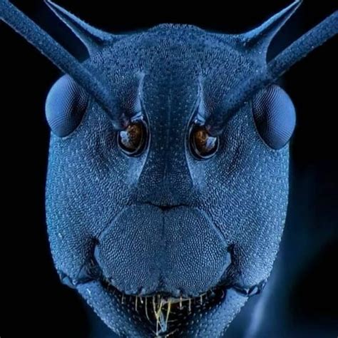 Картинки по запросу ant face close up | Electron microscope, Things ...