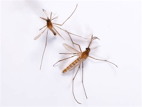 Mosquito Control Tips - How to Get Rid of Mosquitoes