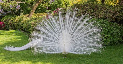 White Peacocks: 5 Pictures and Why They're So Rare - A-Z Animals