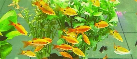 Golden Rosy Barb (3 CM) - Universal Aquatics | Tropical and Pond Fish ...