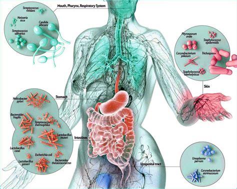 Nossa comunidade bacteriana é muito importante para nos mantermos ...