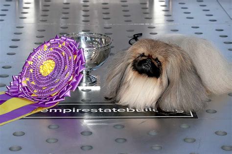 Dog Breeds with the Most Westminster Dog Show Wins