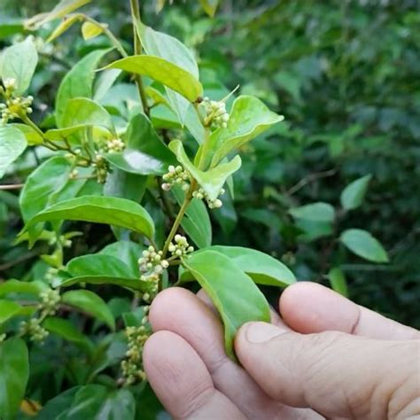 Gymnema Sylvestre Side Effects – Great Green Wall