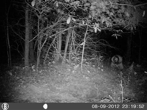 The Trail-Cam Ghost | Creativespirits.net