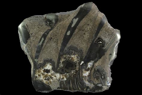 Reptile, Amphibians & Synapsids Fossils For Sale - FossilEra.com