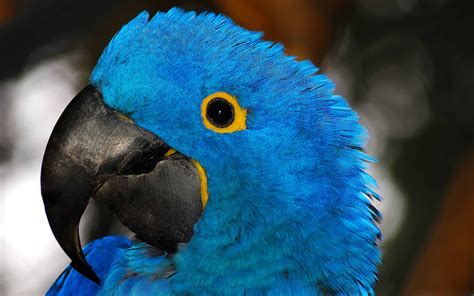 Blue Parrot Wallpapers - Wallpaper Cave