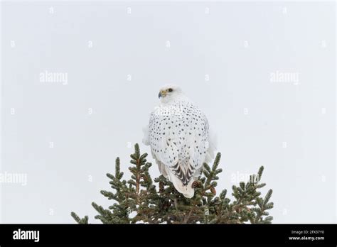 A rare Gyrfalcon bird sitting atop a spruce tree with cloudy, white ...