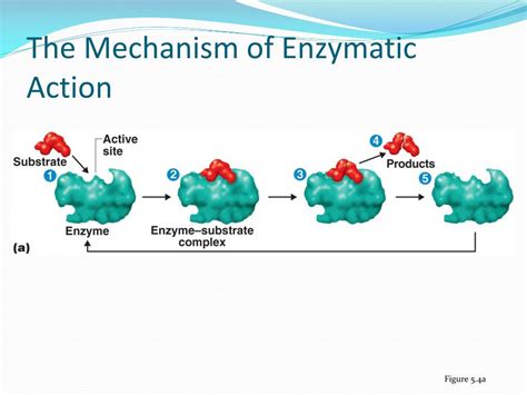 PPT - Enzymes PowerPoint Presentation, free download - ID:2045802