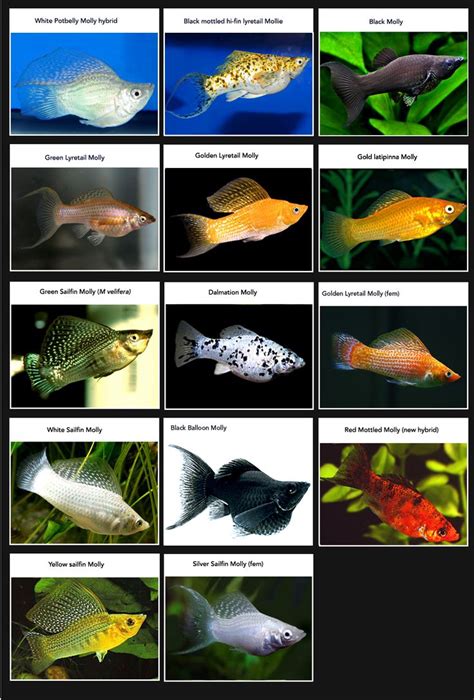 Freshwater Aquarium Fishes With Names