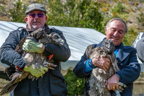 Bearded Vulture - Vulture Conservation Foundation