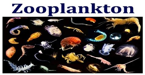 Zooplankton - Assignment Point