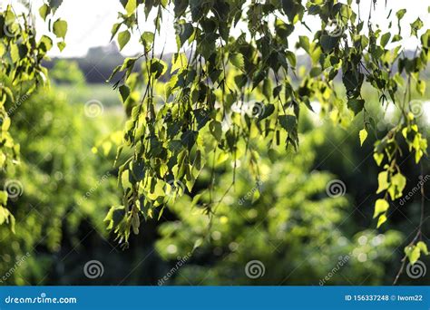 Birch leaves close up. stock photo. Image of natural - 156337248