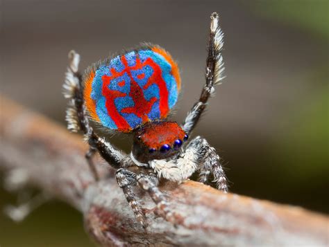 Peacock Spiders Discovered: See Photos of the New Species | TIME