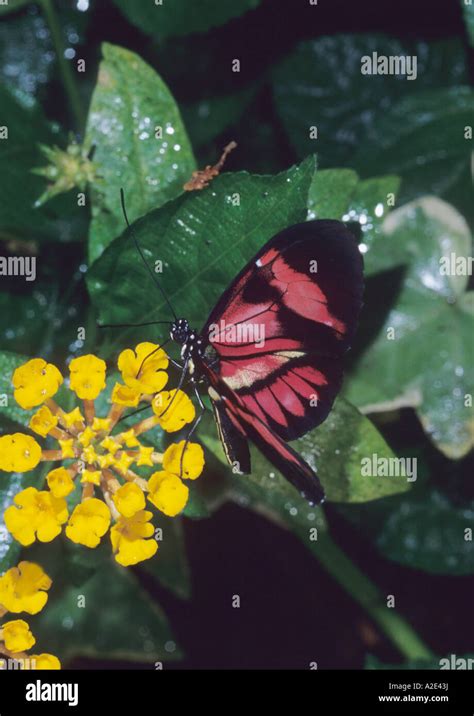 Heliconius tropical butterfly Stock Photo - Alamy