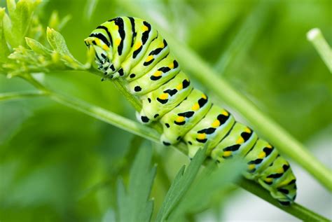 Feeding butterfly larva - a photo on Flickriver