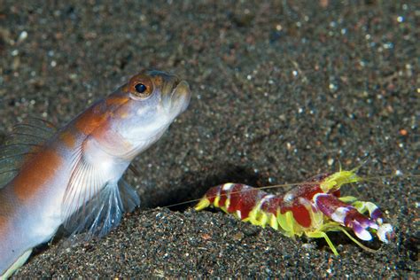 Symbiotic relationship Pistol Shrimps and Sand Gobies