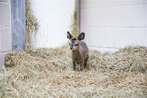 This Teeny, Tiny Dwarf Antelope Looks Like A Disney Creature Come To ...