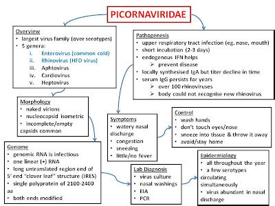 Picornaviridae