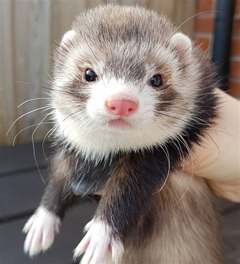 Pin on ferrets are not rodents