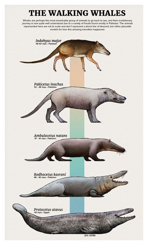 Cetáceos | Prehistoric animals dinosaurs, Prehistoric animals ...