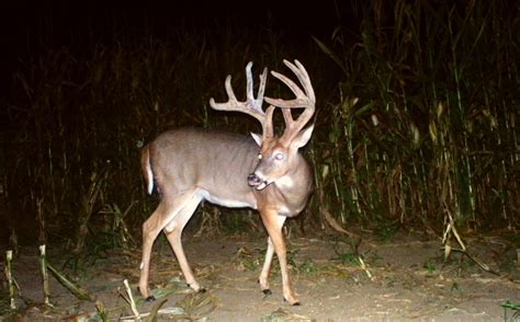 Top 5 Food Plot Failures and Rewards | Whitetail Habitat Solutions