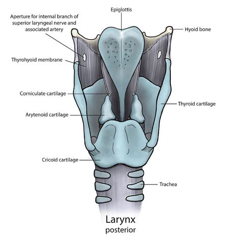 Laryngeal Anatomy Diagram