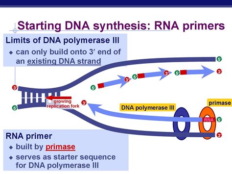 DNA Replication - презентация онлайн