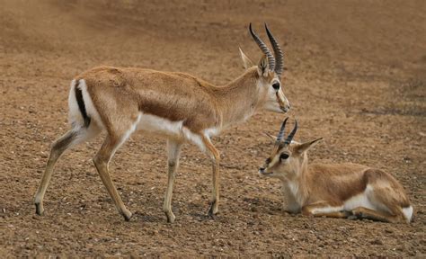 How Fast Are Gazelles? Top Speeds and How It Compares to Predators - A ...