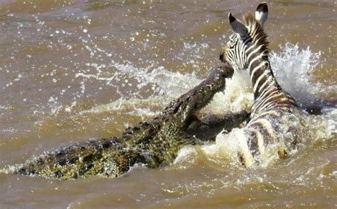 Crocodile attacks zebra : r/natureismetal