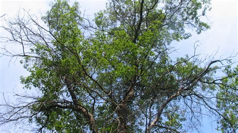 Common Tree Problems | University of Maryland Extension