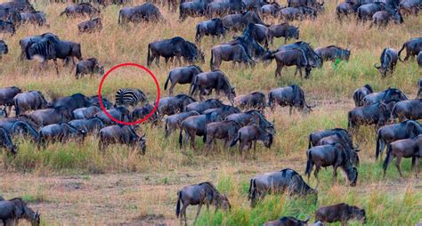 Sneaky Zebra Hides Among Herd Of Wildebeest In Kenya - The Dodo