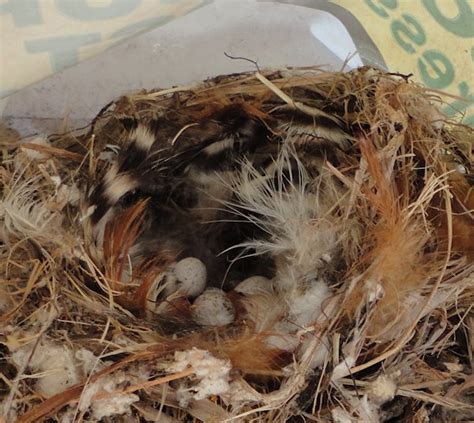 Hatching Wren Eggs — Patchwork Times by Judy Laquidara