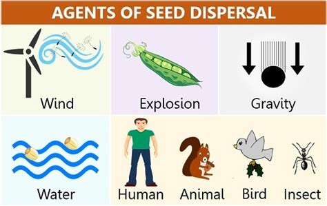 Seed Dispersal in Plants - Definition, Key Points, Methods & Importance ...