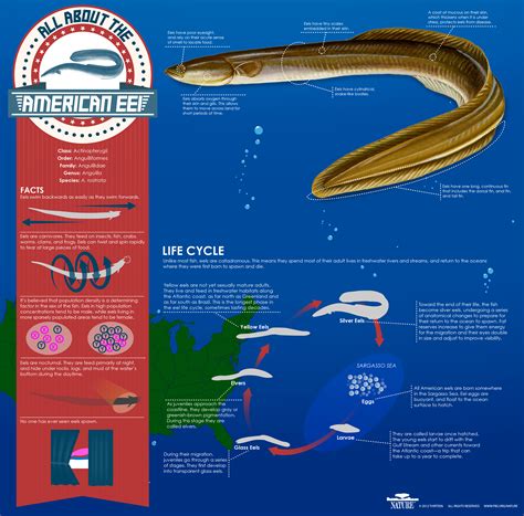 The Mystery of Eels | Infographic: All About the American Eel | Nature ...