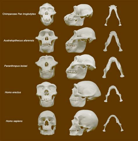 Australopithecus Skull