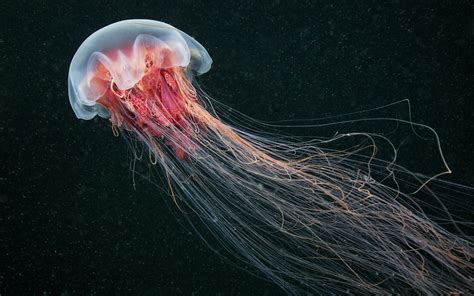 jellyfish, Nature, Sea, Animals Wallpapers HD / Desktop and Mobile ...