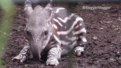 Baby Tapirs Nose Is Doing Overtime - YouTube