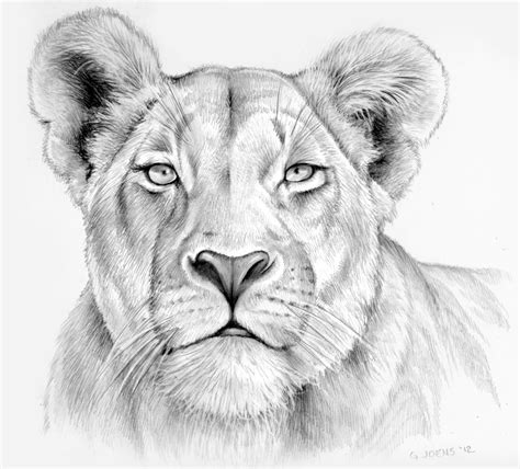 Lioness Original Drawing Colored Pencil Pencil trustalchemy.com