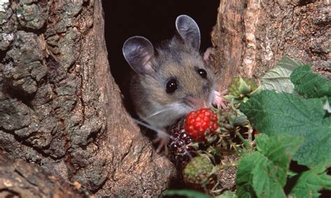 8 Common Mouse Species in the U.S. and Their Unique Traits 🐭