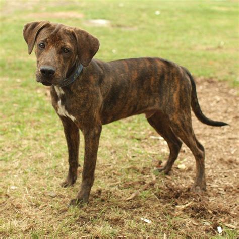 Plott Hound Info, Temperament, Puppies, Pictures