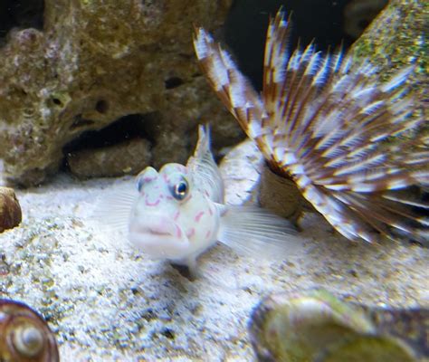 Help with ID of Blenny | Reef2Reef