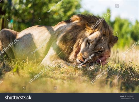 Lion Eating Meat Stock Photo 474338323 : Shutterstock