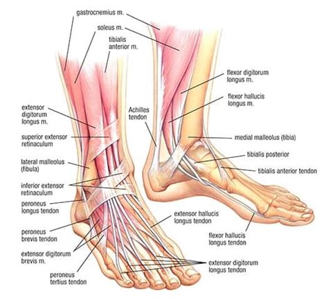 Medial Ankle Muscles