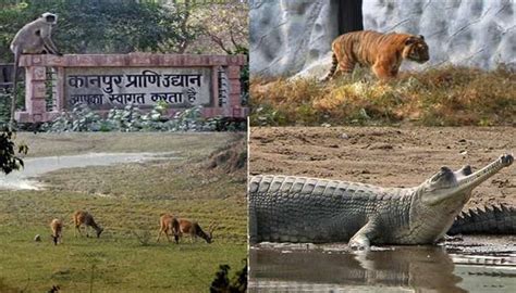 Kanpur zoo shut after bird flu is confirmed