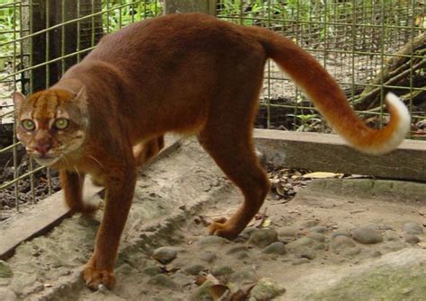 Bay cat – a mysterious cat from Borneo | DinoAnimals.com