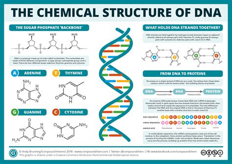 The Chemical Structure of DNA – Compound Interest