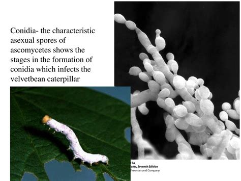 PPT - Ascomycetes: Phylum Ascomycota PowerPoint Presentation - ID:318553