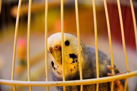 Premium Photo | Budgie in the yellow cage