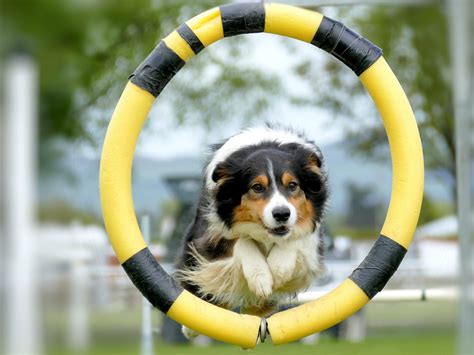 Best Exercises For A Border Collie - Keep Them Active And In Shape